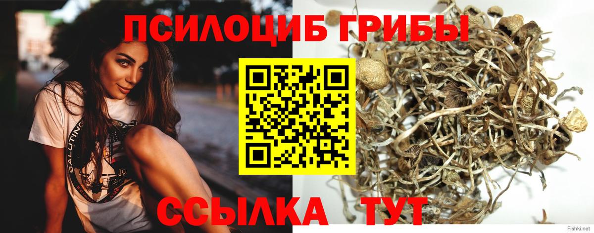 Галлюциногенные грибы Psilocybine cubensis Коркино
